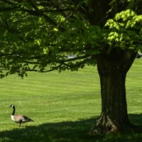 Our campus has open green space, woods and wildlife