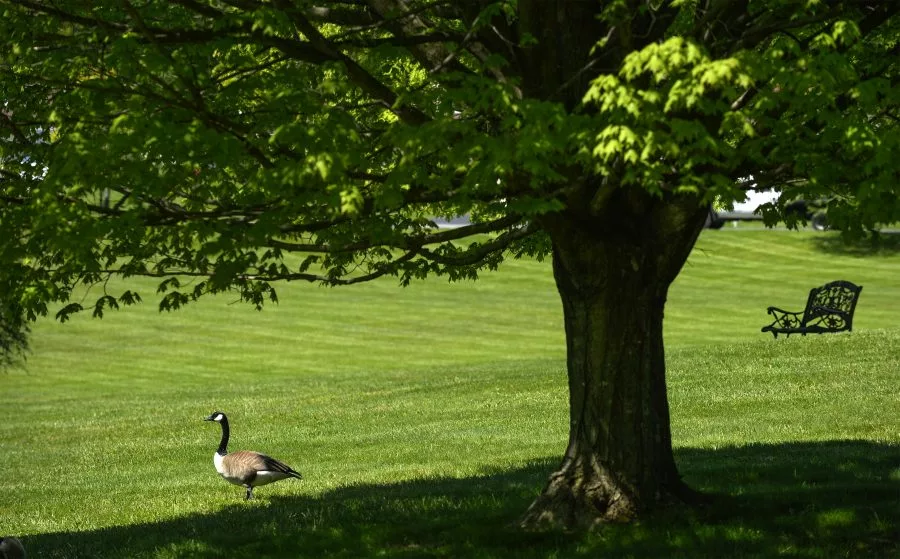 Our campus has open green space, woods and wildlife