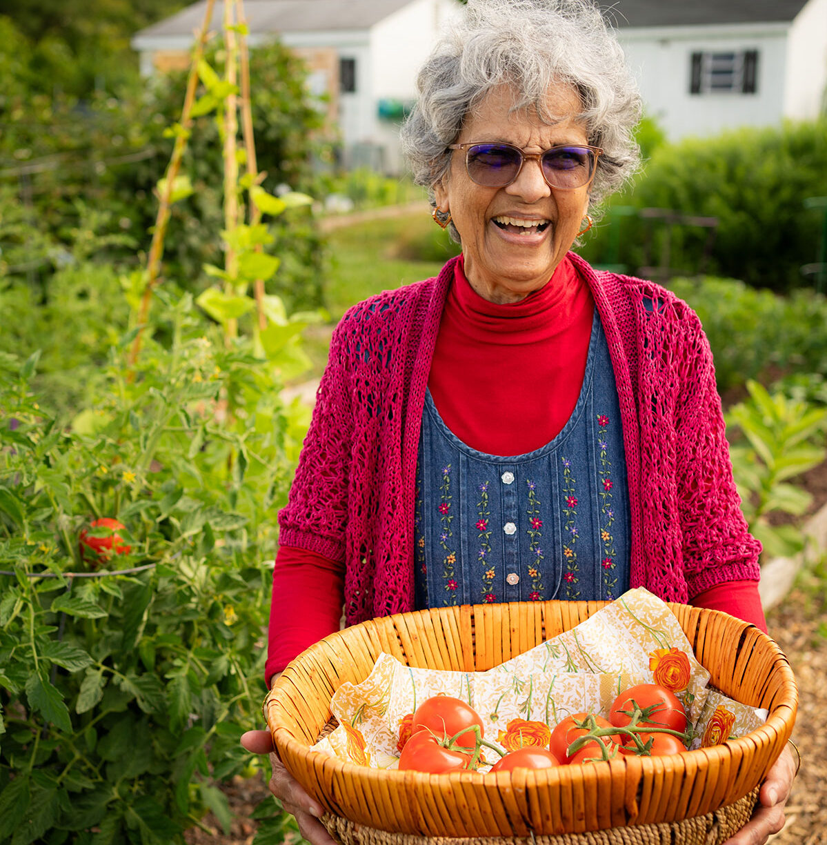 resident picking tomatoes