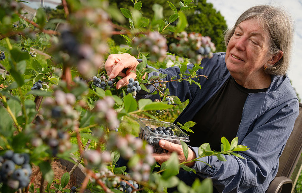 resident picking blueberries