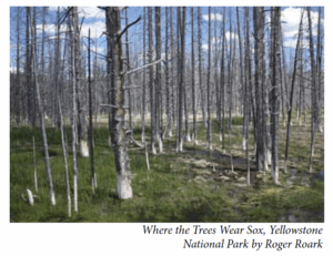 Where the Trees Wear Sox, Yellowstone National Park by Roger Roark