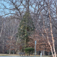 2025 Holiday Tree Lighting