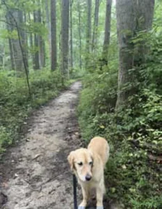 Libby's golden retriever, Annie