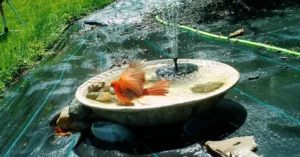 Bird Bath