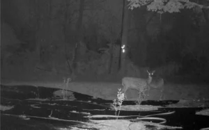 wildlife camera - deer